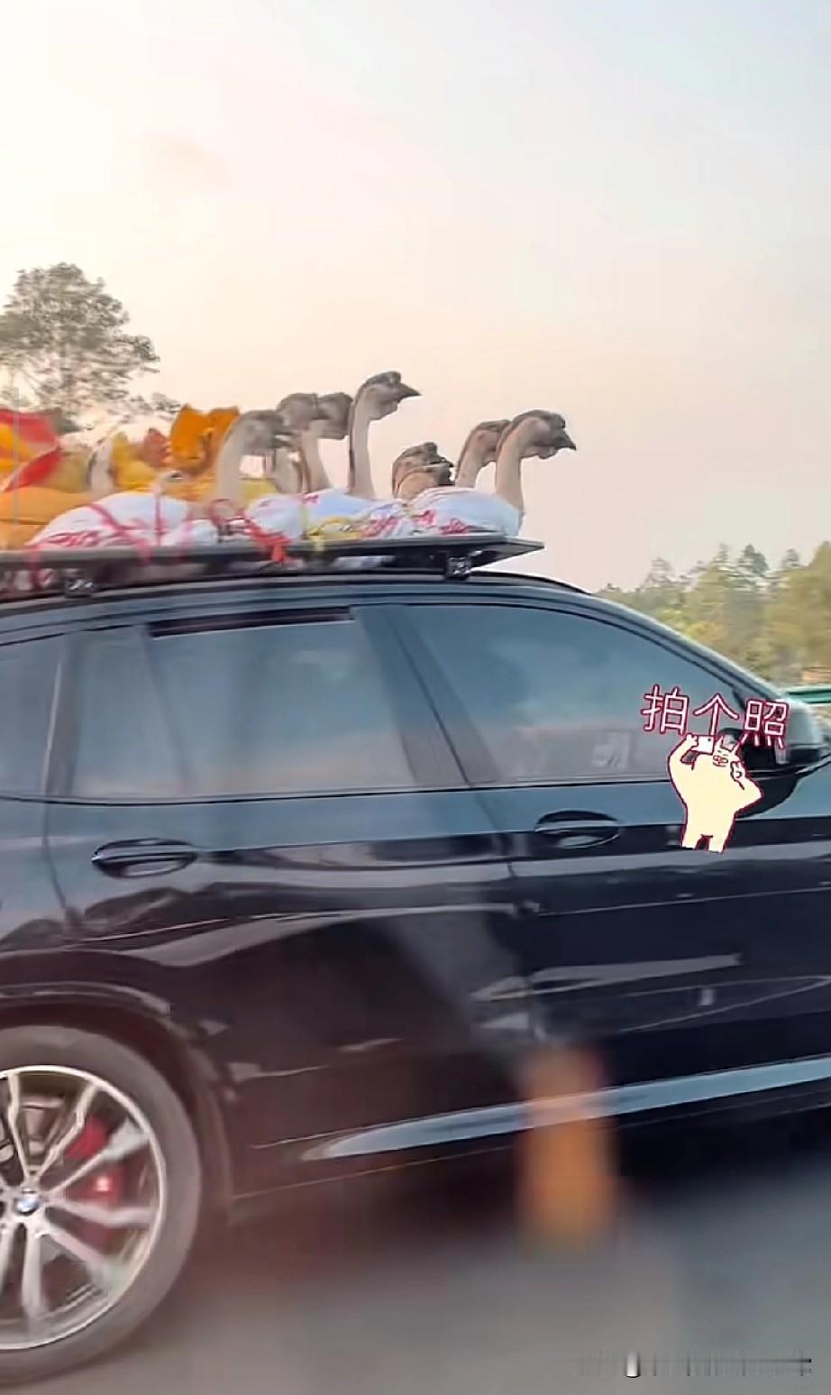 史上最强宝马X5装鹅封神！返程高速最“豪横”车主，这是移动养殖场2026