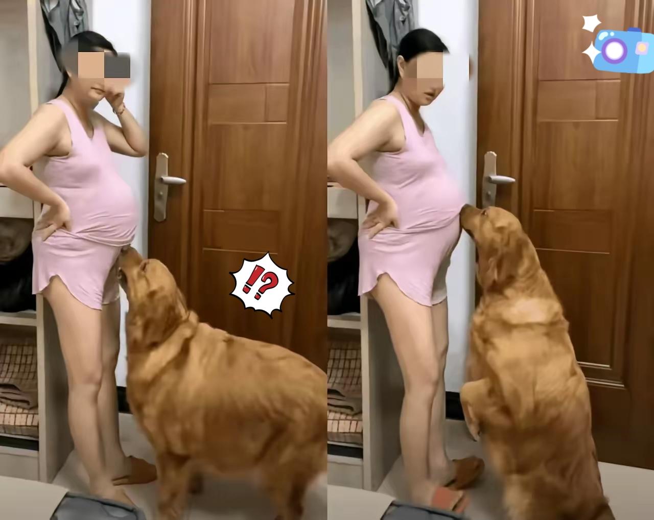 真的搞不懂！现在有些人养大型犬的操作，简直让人捏把汗！没经过专业训练的大型