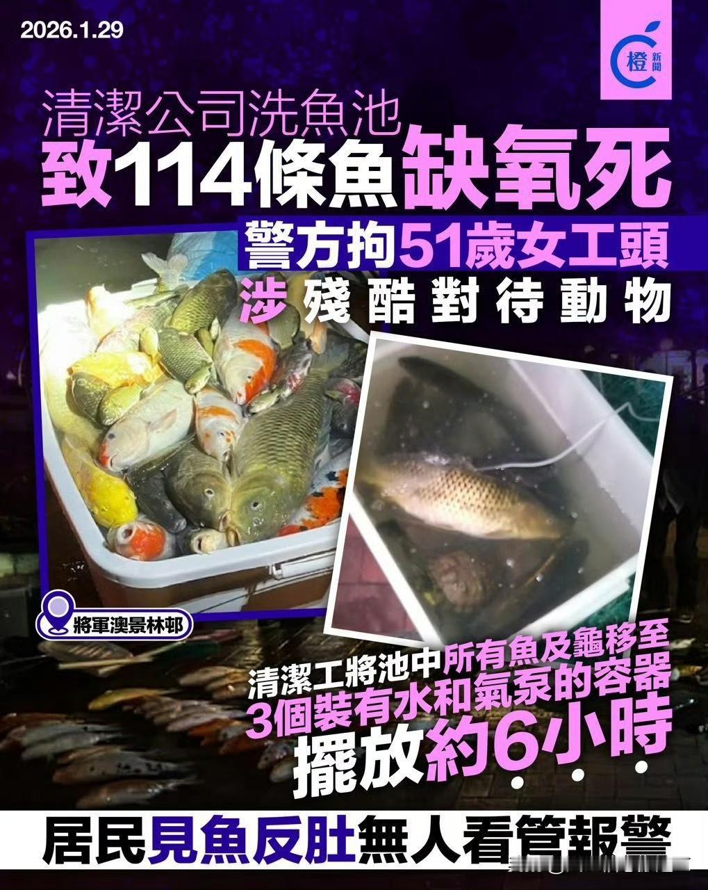 香港将军澳一处公屋的鱼池进行清洗，然而清洁公司操作不当，导致114条鱼缺氧死亡！
