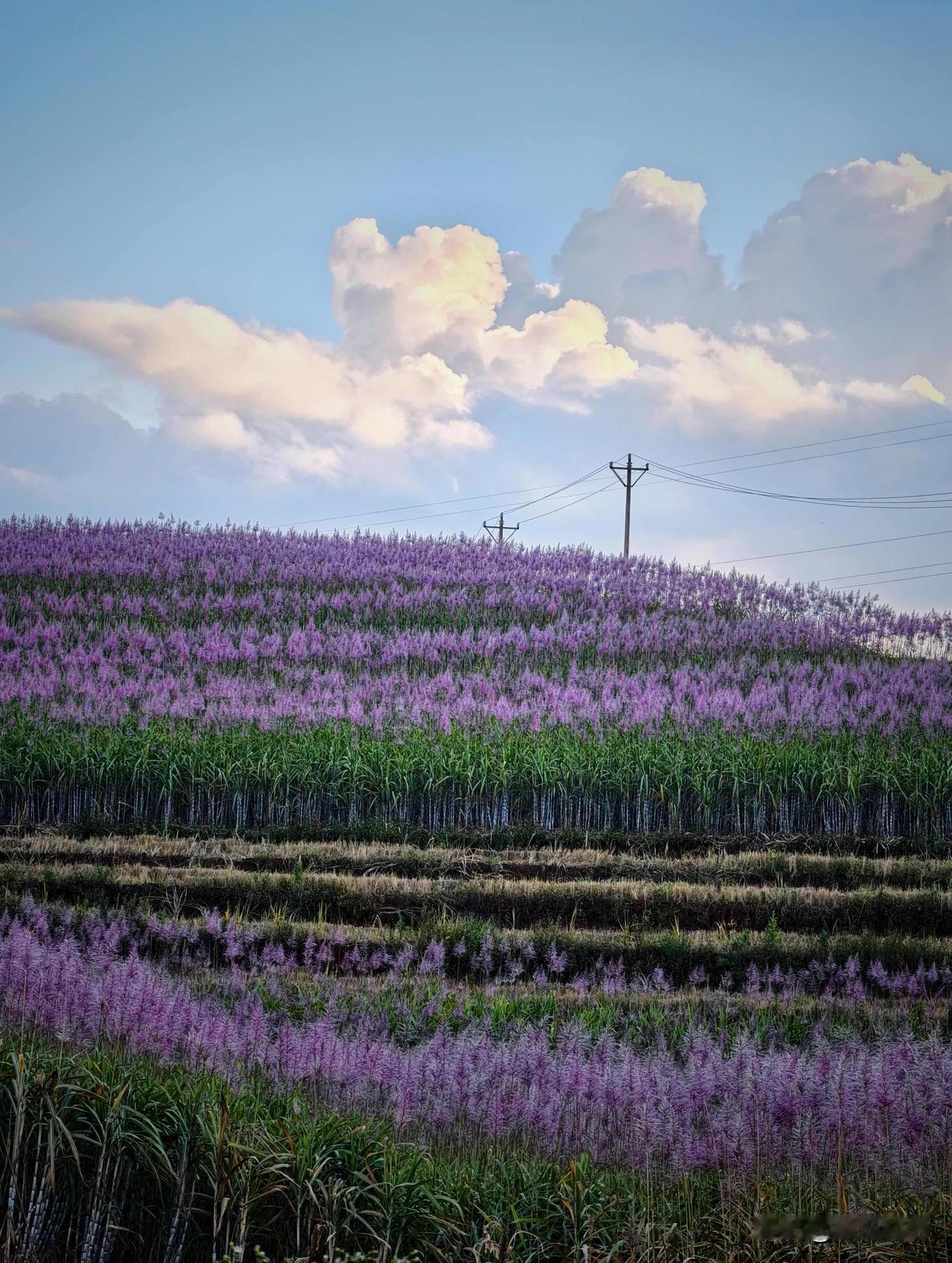 罕见！原来甘蔗会开花呀，还这么好看！真的被山里的甘蔗花惊艳到了！长这么大第一