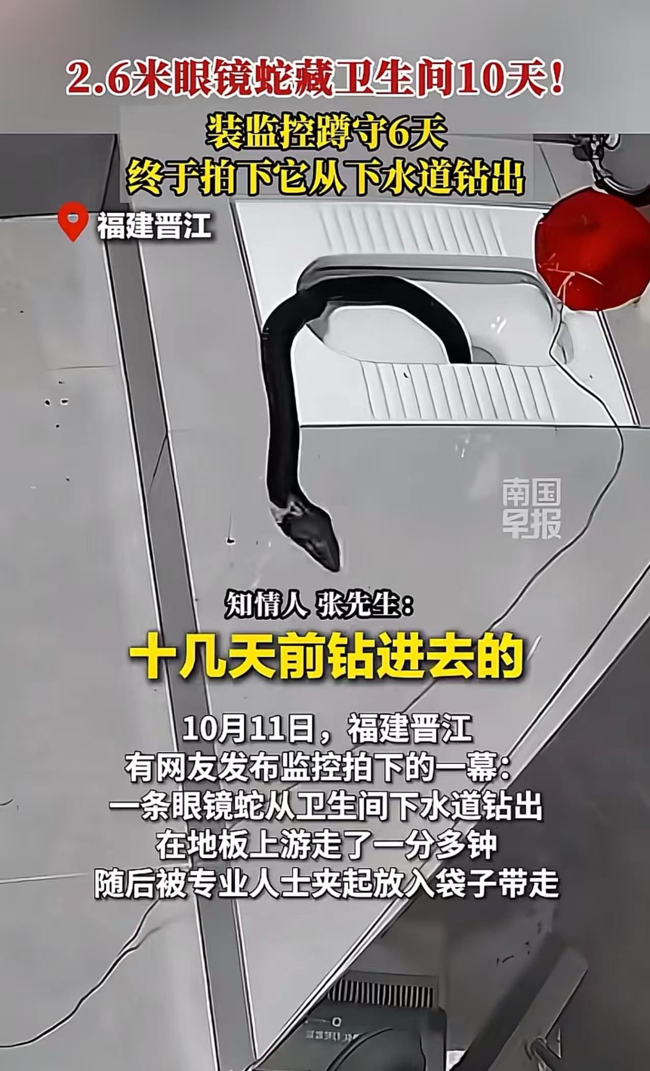 太吓人了！2.6米眼镜蛇藏在男子家里卫生间10天，抓了无数次都抓不到，因为蛇太狡
