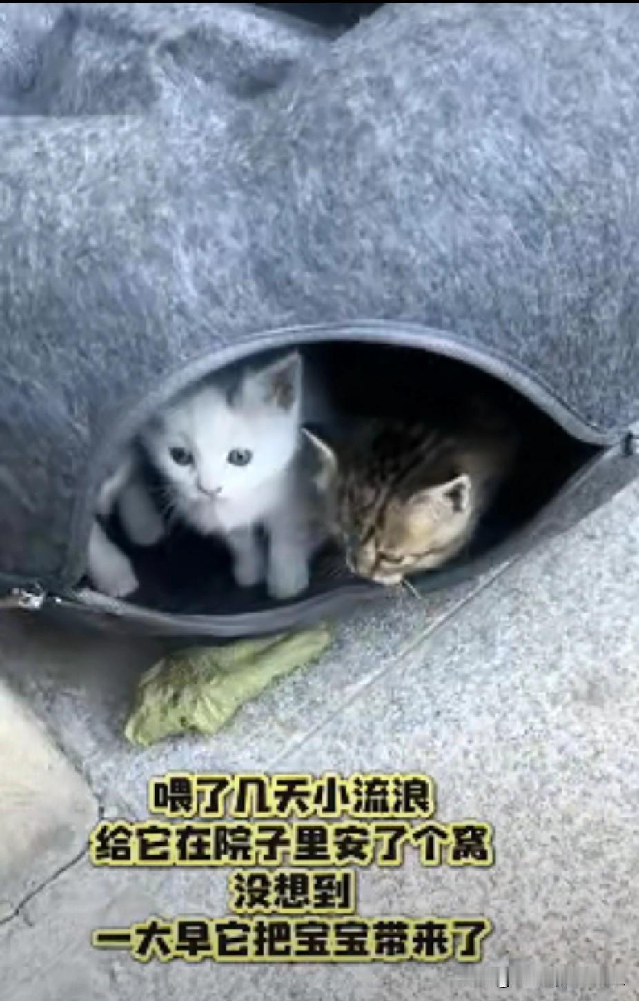 万物皆有灵!吉林一女子在车库中发现了一只流浪猫,因为天气很冷,女子就给流浪猫买了