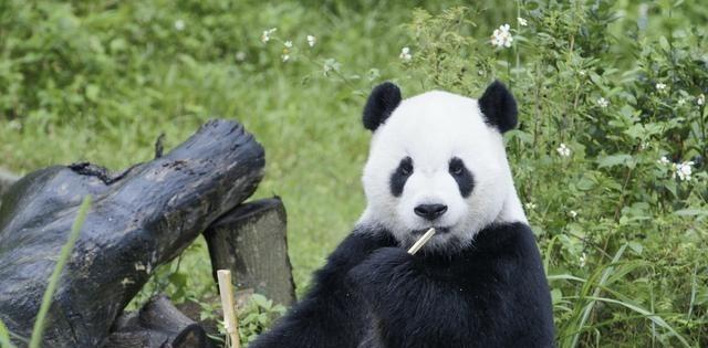 日本政客：台北动物园的大熊猫是“大陆赠送而非租借”，可以与日本进行“动物交流”！