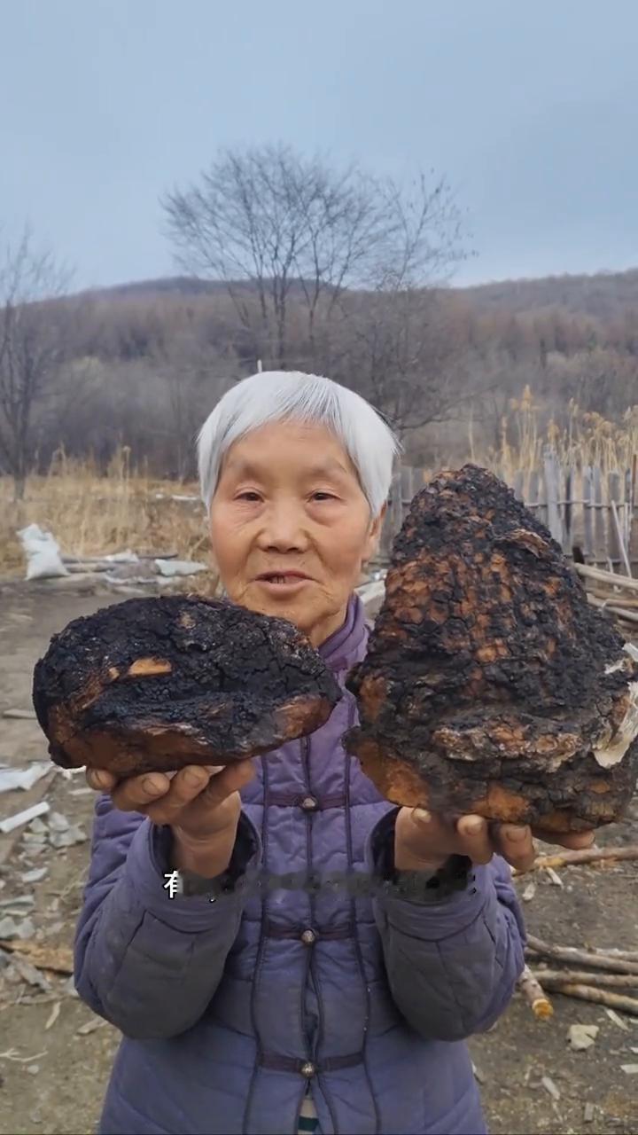 寒冷黑龙江原始大森林，纯野生的桦树茸。我家是小兴安岭的主脉，原始大森林。我们这