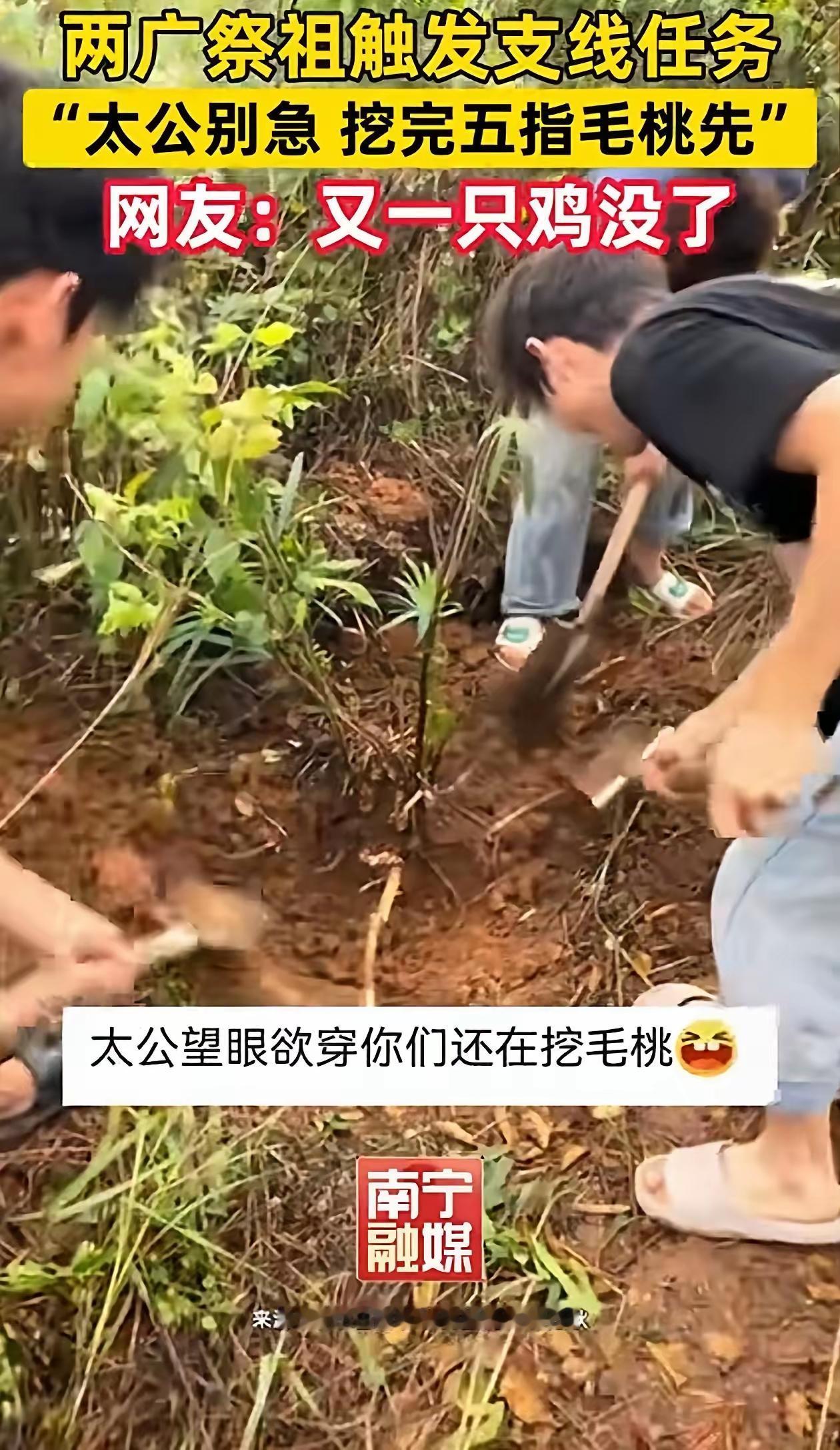 笑翻全网！广西一家人上山祭祖，半路看见“它”直接抛弃太公：先挖为敬！在两广地