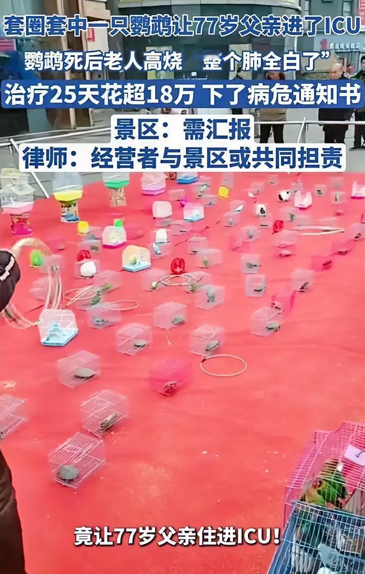 这事值得大家警惕，路边套圈中了一只鹦鹉，致使77岁老父亲住进ICU。路边套圈游
