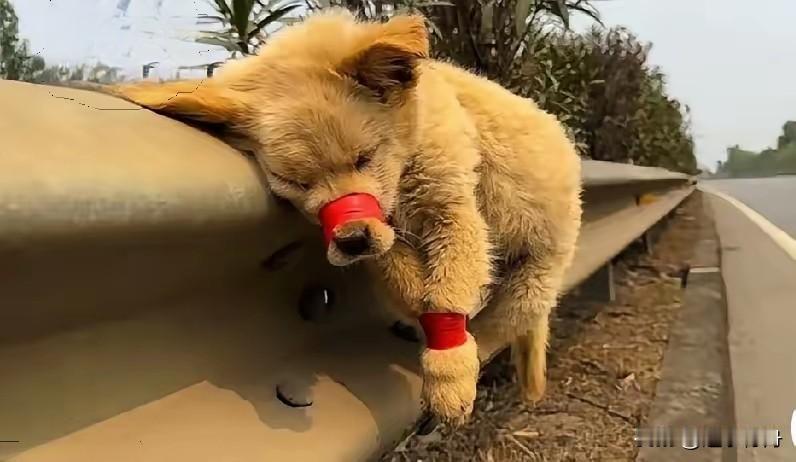男子把流浪狗捆在路中间的栏杆上，还把它的嘴巴用胶布封起来，可怜的小狗已经放弃了挣