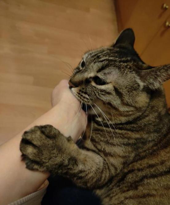 “悲剧还是发生了！”近日，福建福州，一女子喜欢收养流浪猫，结果和猫玩耍时不慎被抓