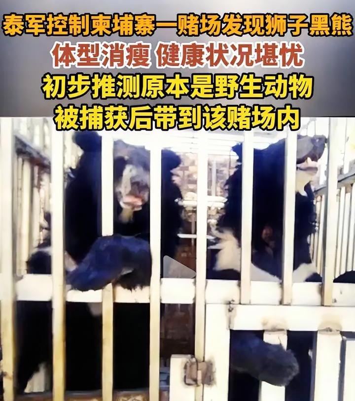 连动物都不放过？泰军又有新发现，柬埔寨赌场里竟然有5只黑熊和狮子，全部都是野生