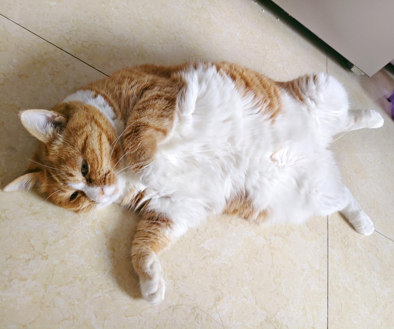 “舒服不如倒着”[呲牙笑][大笑]夏天随地躺的小猫，拒绝被拍照的方式也是很直接的路