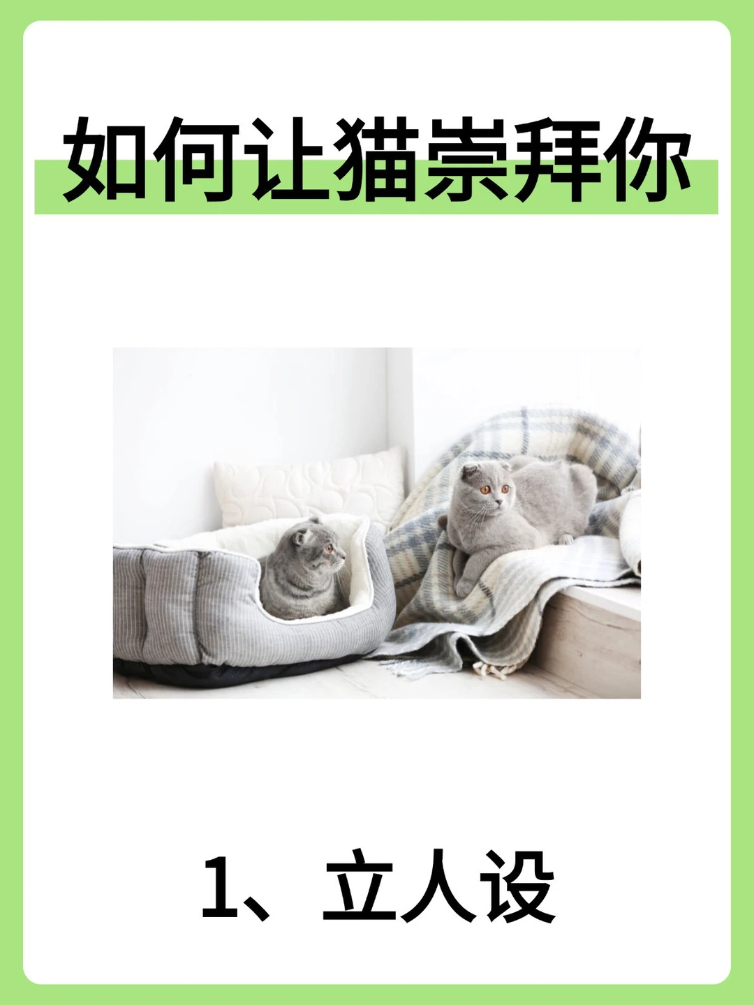 如何让猫崇拜你