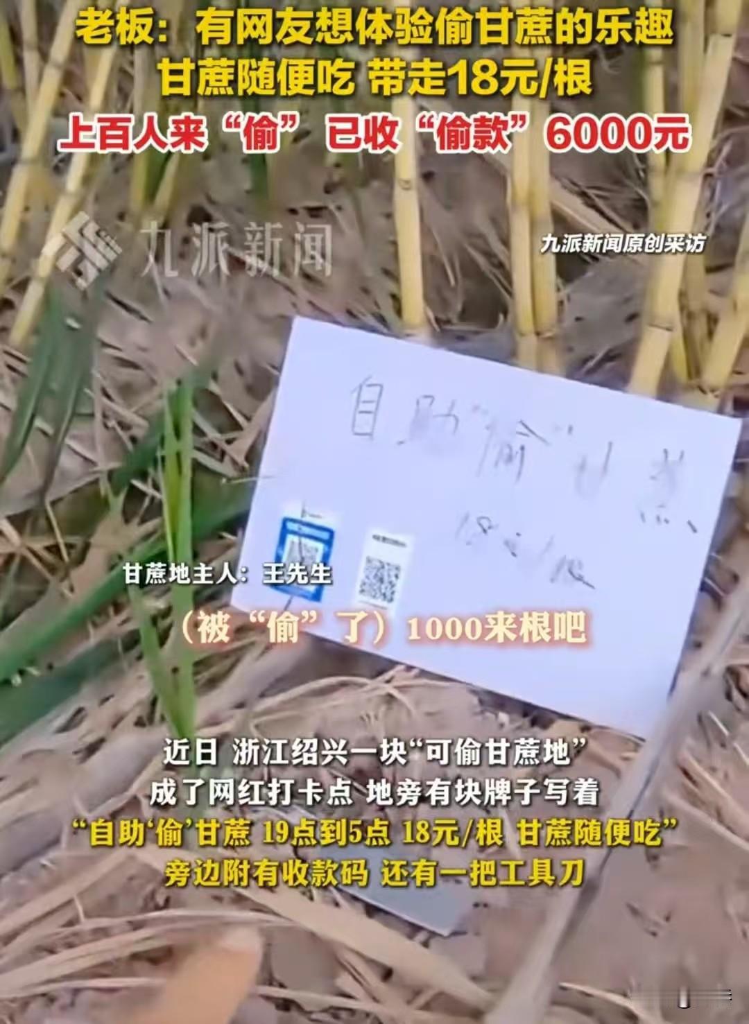 太会做生意了!浙江绍兴,甘蔗地老板王勇龙看到网友留言“好久没体验过小时候偷甘蔗的
