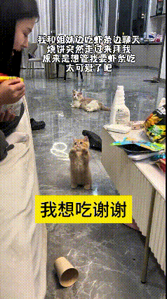 看到这个视频直接被萌到啦～小姐姐正吃着香喷喷的烤饼，小猫咪闻到香味立马赶来，乖乖