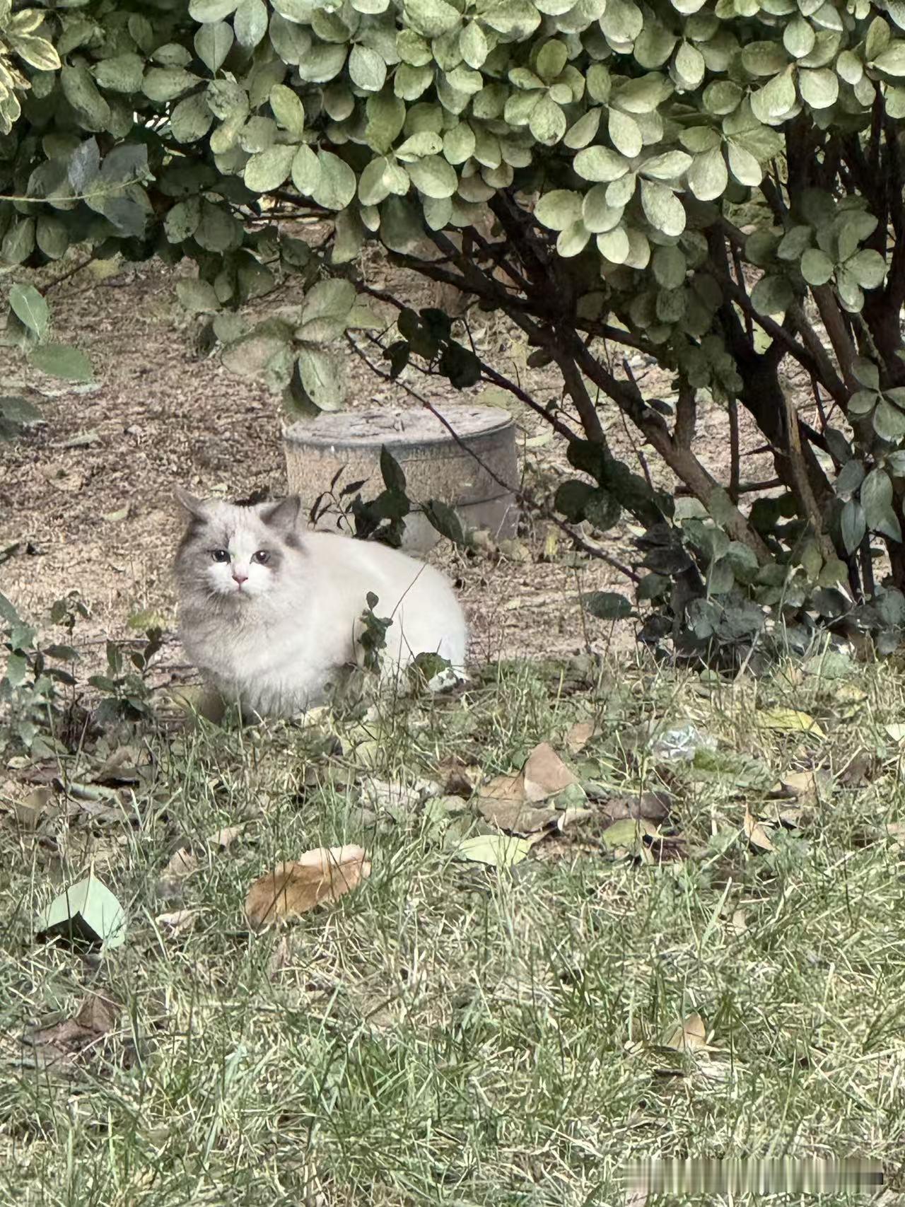 谁家的小猫咪跑出来了