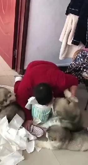 笑麻了！一男子为了教育狗子不要在家里随意乱翻废纸篓，自己埋头在纸篓里用嘴巴叼了一