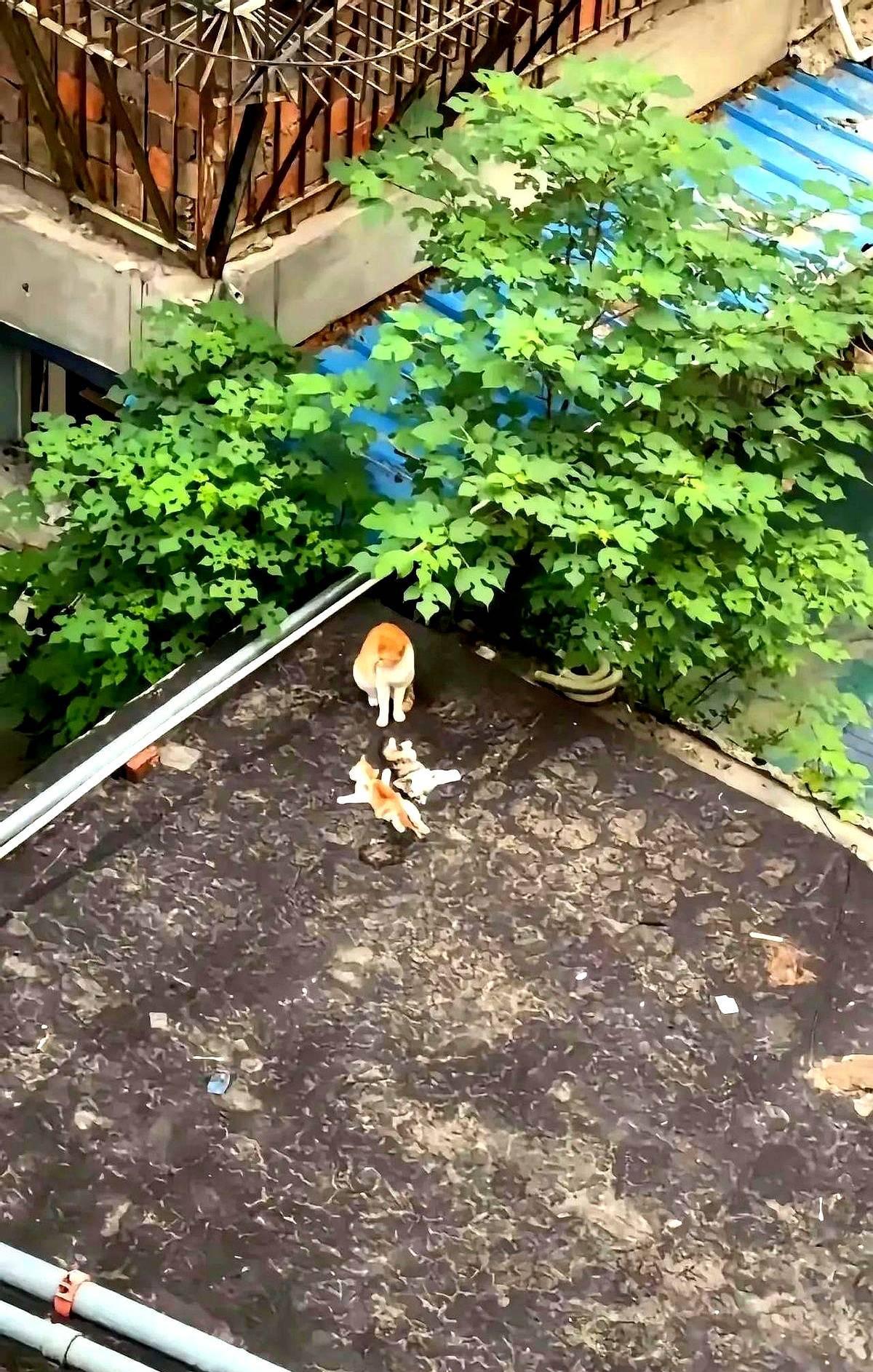 泪目了一只流浪猫妈妈出去找食物，回来的时候看到自己的孩子竟然不见了，一翻寻找发