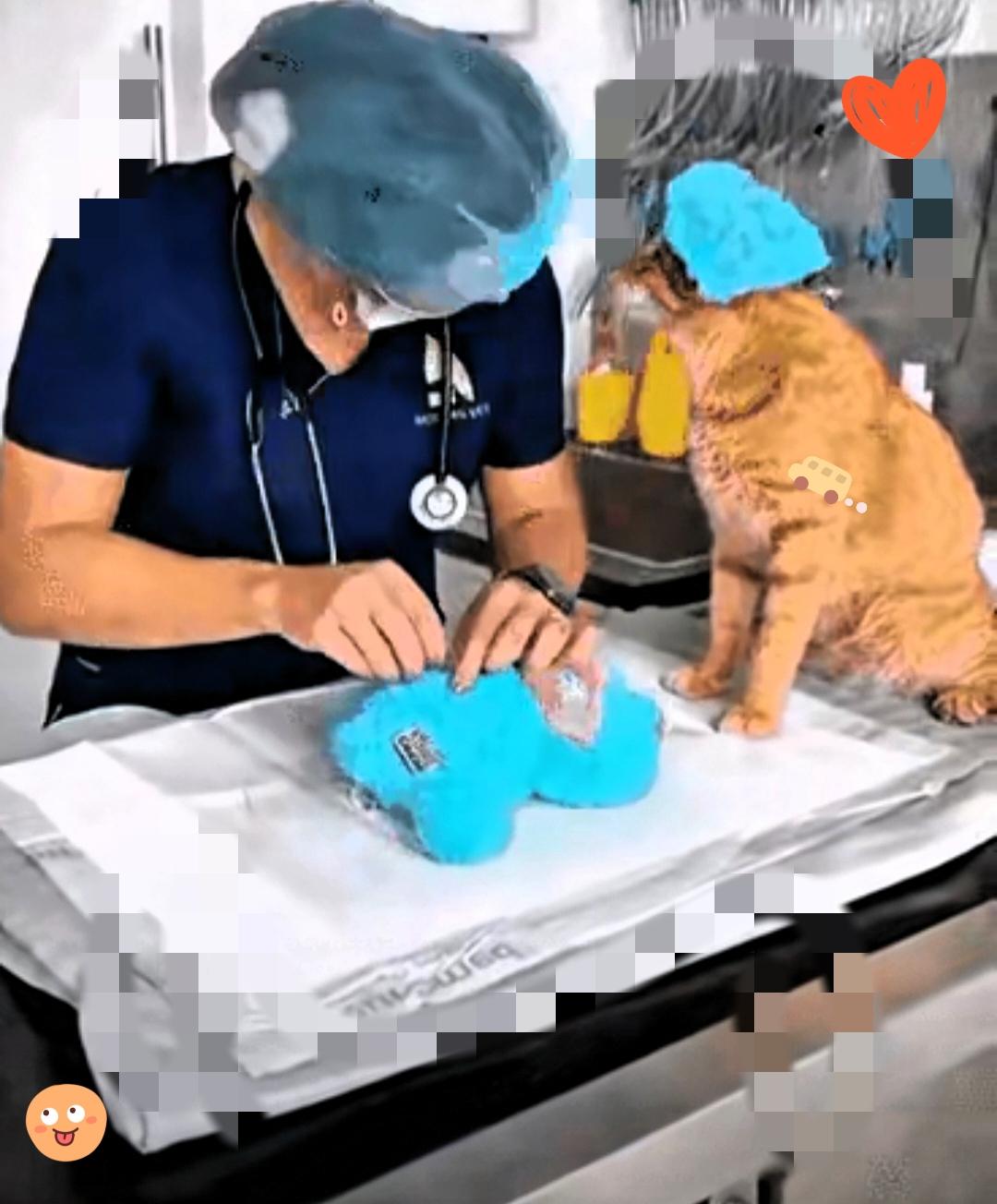 刚刚刷到这一幕。简直是太感人了。猫咪的小玩偶给坏了主人急得抱去医院，检查一圈