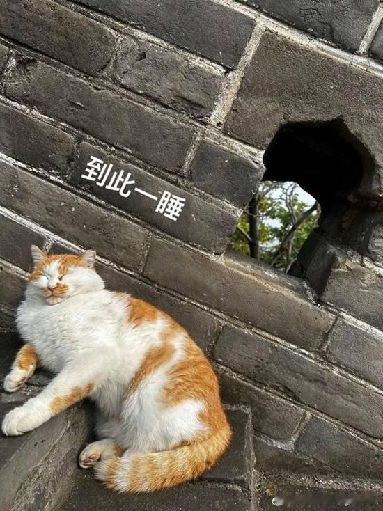 “长城猫”意外出圈引外国游客沦陷海外视频走红据时间视频报道，近日，长城上的猫咪