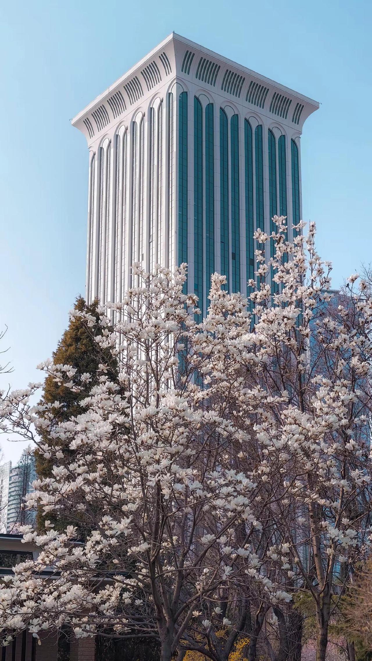 大连的春天，请查收🌸大连春天樱花