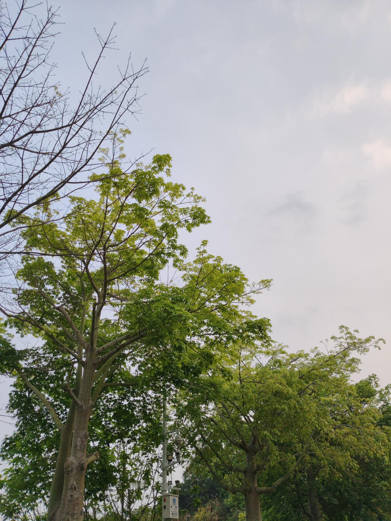 2025年券商前十座次重排，“两超多强”格局显现，这事儿挺值得说道。中信证券稳坐