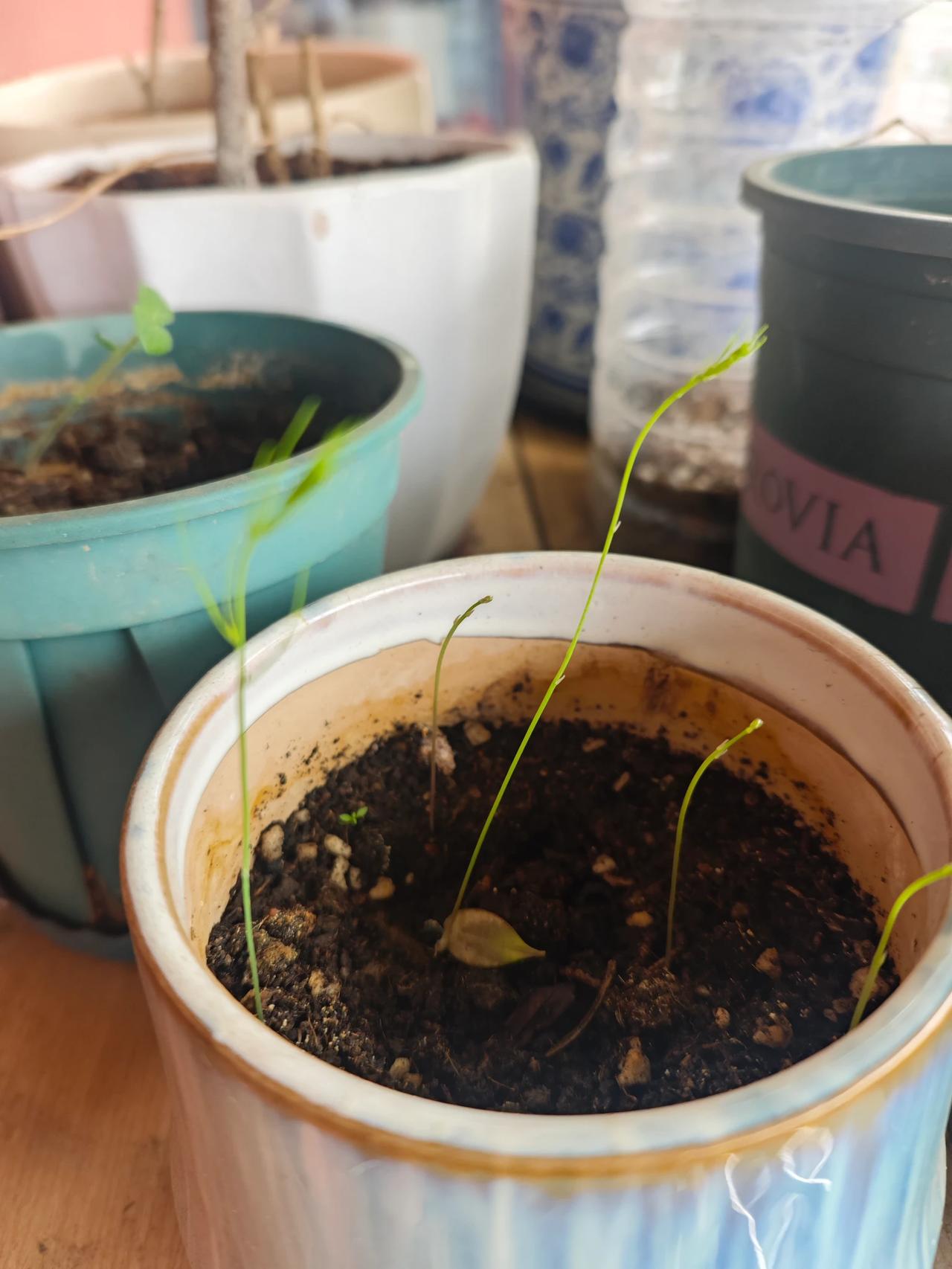 我买了包芦笋籽，然后撒在花盆里，半个月过去了没动静。上周突然冒出来几颗嫩芽，慢慢