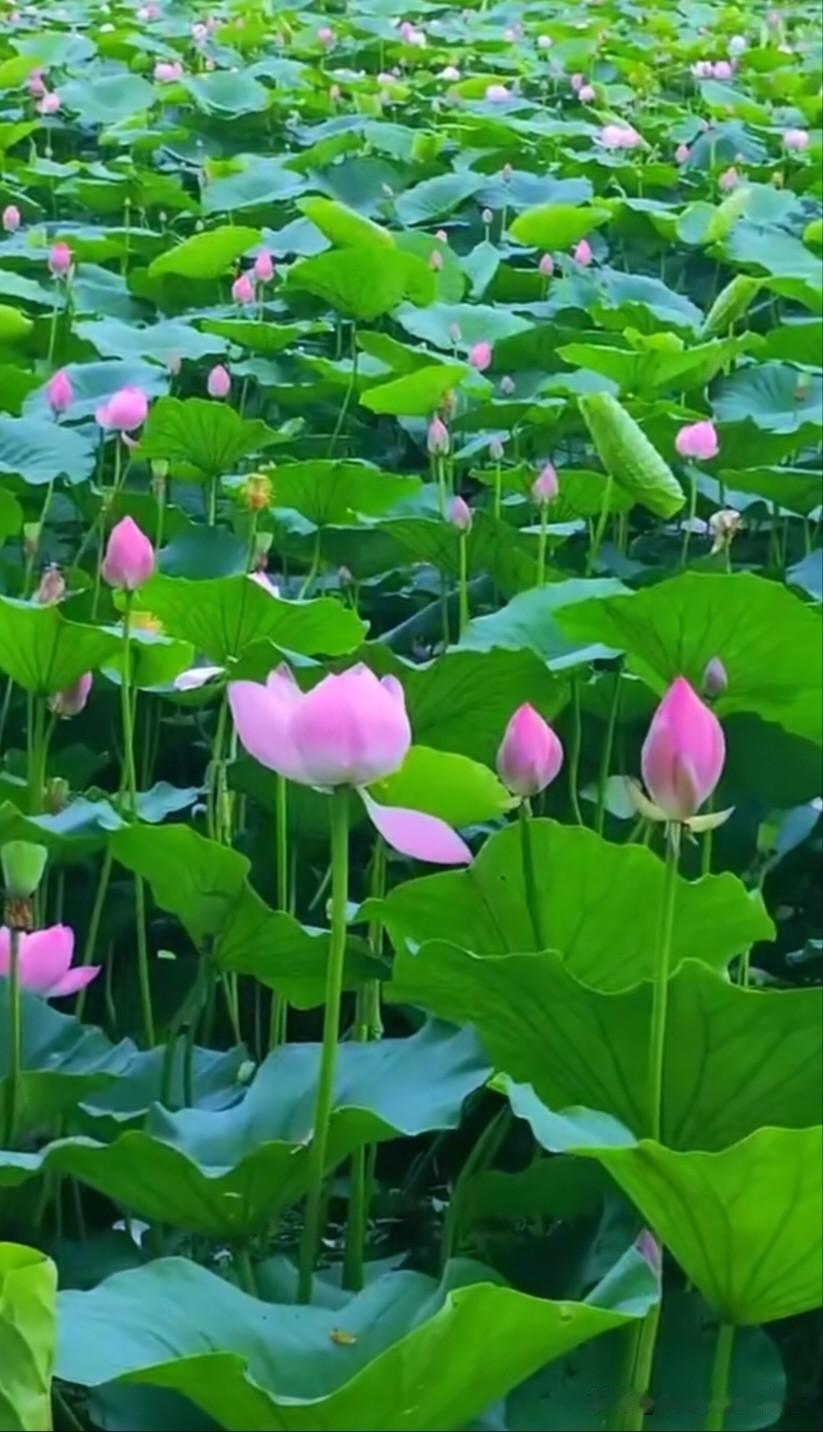 荷花，又名莲花、水芙蓉，是睡莲科莲属多年生水生草本植物，花期6至9月，花色有粉红
