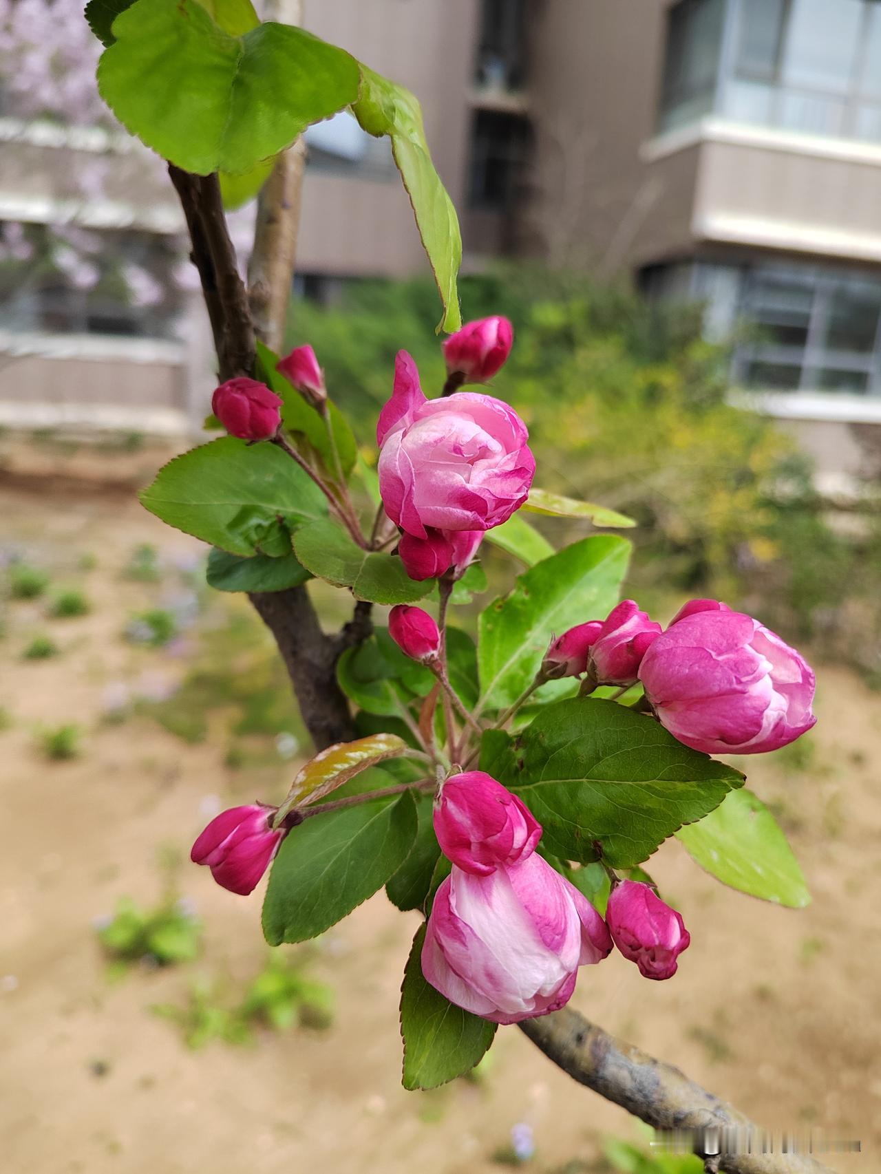 近期，我最想实现的愿望是身体强壮，再强壮！希望我的身体，这100多斤，今天比