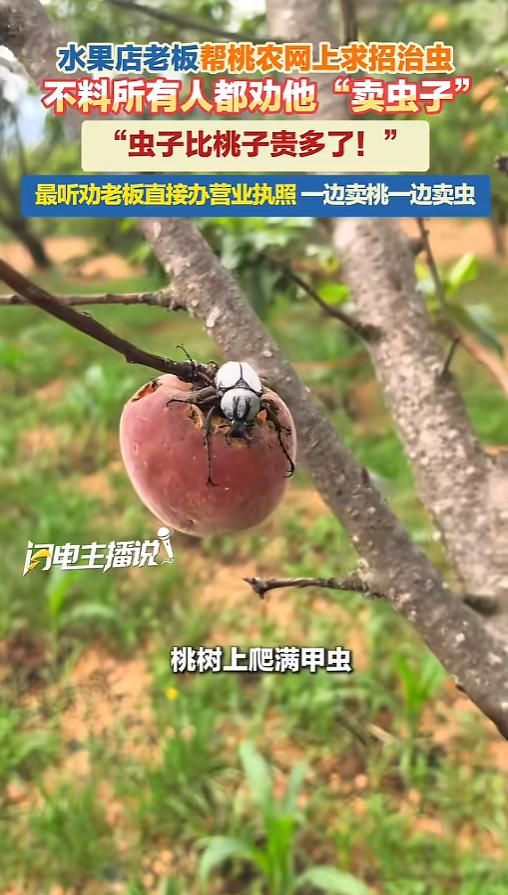 “听人劝吃饱饭！”6月13日报道，云南昆明，一男子自家种了桃园，马上就上市了，却