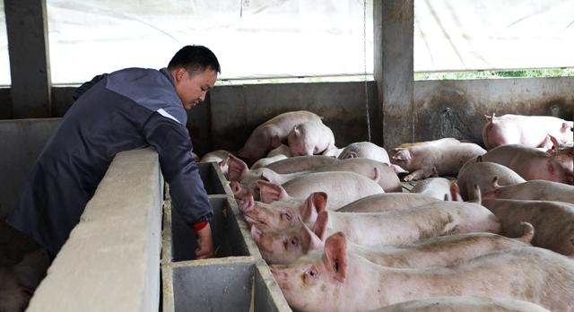 养猪业供需失衡 全产业链布局成关键