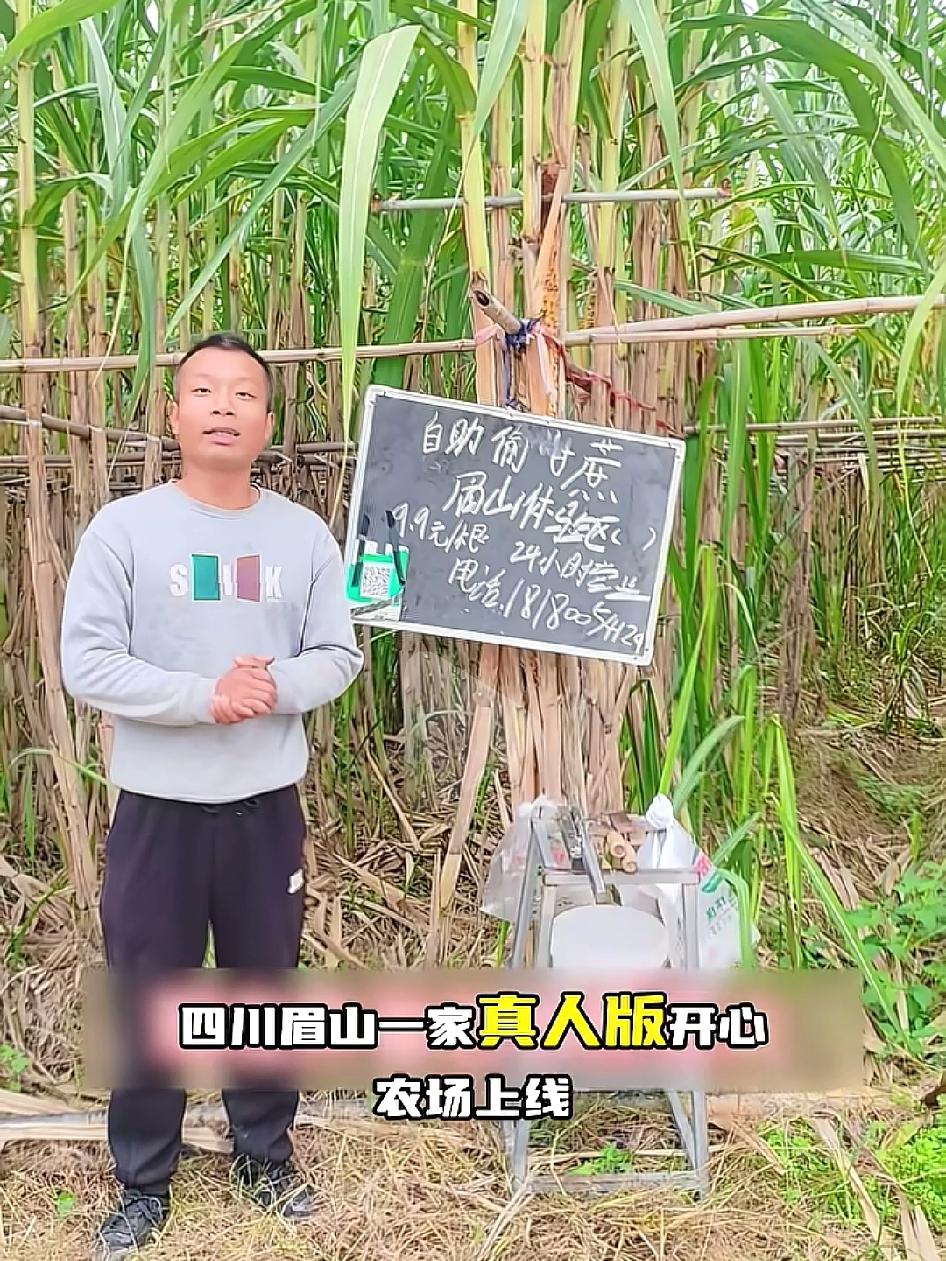 这老板太有才了，四川眉山真人版偷甘蔗火了，老板忙到飞起。在自家甘蔗地办真人版开心