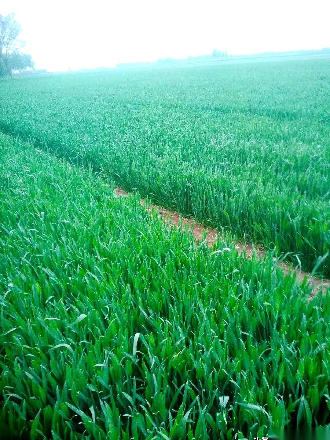 去年的地，种下麦子晚了点，没人当回事。毕竟底墒足，种得多，开春雨水又足，放眼望去