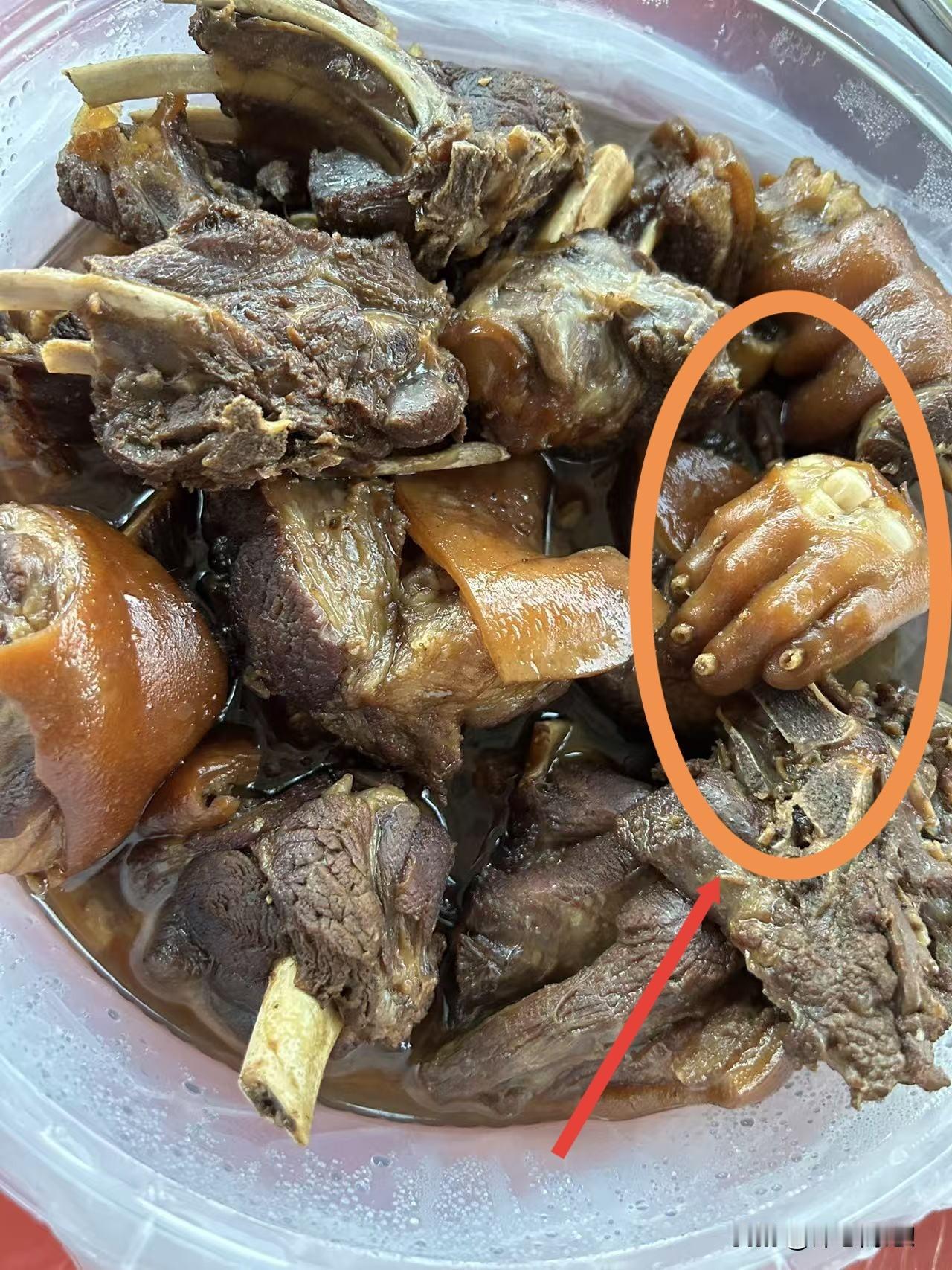 什么动物的手(图一)？