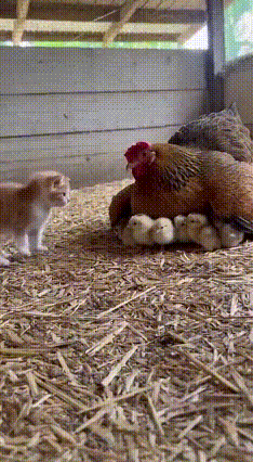 心都化了！小猫偷偷蹭进鸡妈妈怀里，这一刻它也拥有了母爱鸡妈妈正把一群小鸡仔