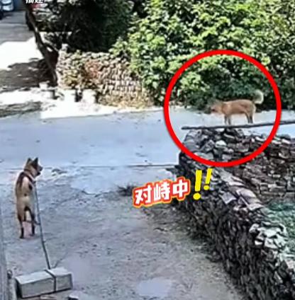 ☁万万没想到，8月12日，福建一狗主人查看自己门前监控时，结果却看到拴在