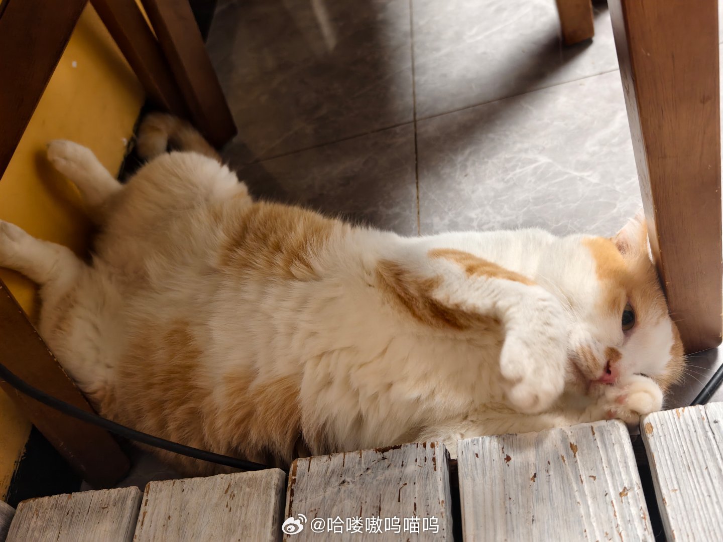 这个地方真的好睡吗小猫咪？！