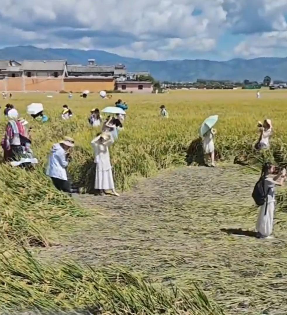 近日，有网友发视频吐槽云南大理喜洲古镇的游客是“城巴佬”。当地一片3000亩的金