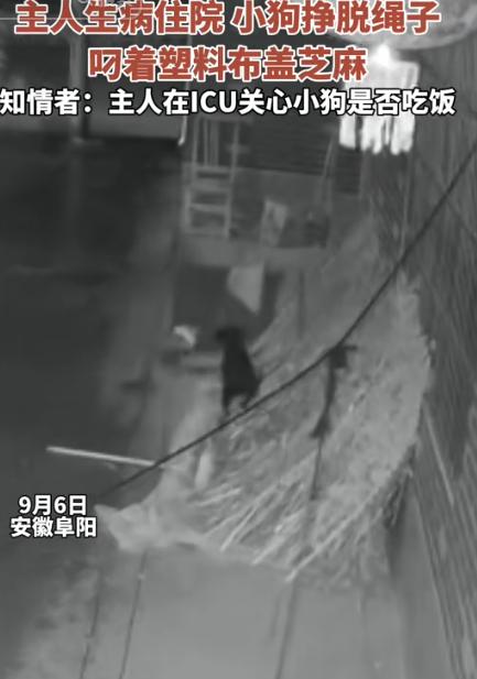 万物皆有灵！安徽，女子病重在ICU抢救，没想到她昏迷的时候竟然在问她的狗狗有饭吃