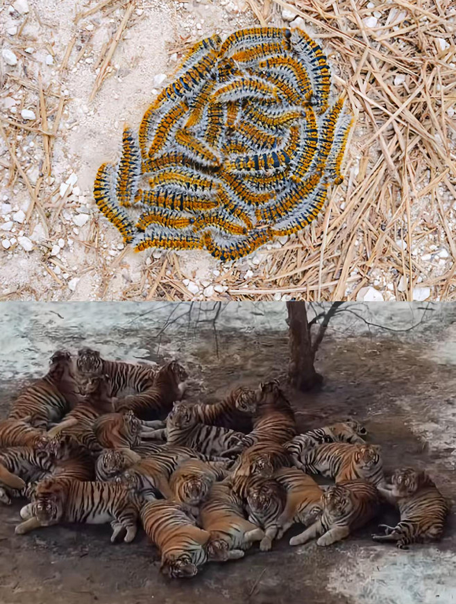 这就是为什么古人称老虎为大虫的原因。