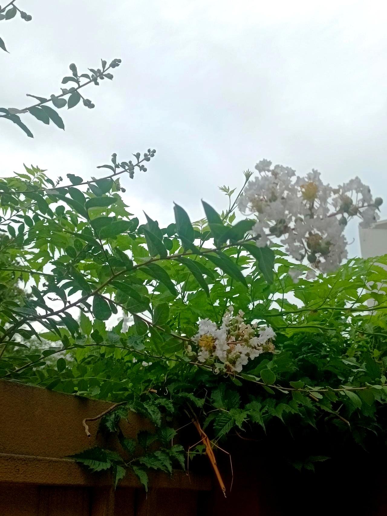 八月十三号傍晚，家里一通电话打来，说一位姨表哥突然脑溢血走了。第二天清晨，妻子