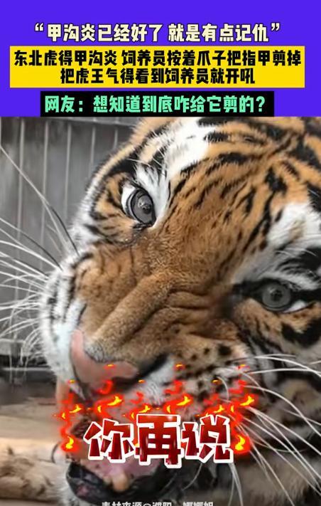 “离了个大谱！”9月16日，河南濮阳，一只东北虎王因为患上了“甲沟炎”，女饲养员