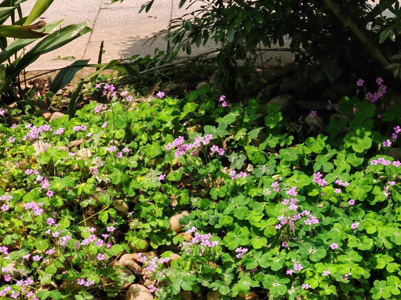 酢浆草真的是养花小白的福音。要是喜欢养花又怕养不好，选它准没错。而且都不用花钱买