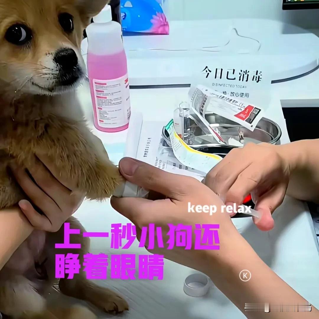 小狗得了犬瘟，全身不停地抽搐，还伴随着不停地咳嗽。小狗已经治疗了两个多星期，病情