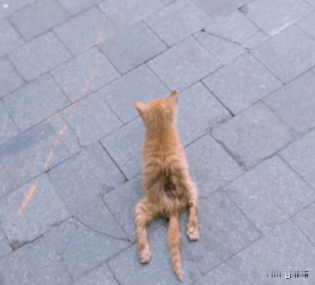 太可怜了！这天一位小姐姐去逛街，结果走到一公园的时候，看到非常凄惨的一幕，一只后