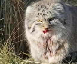 牧羊犬咬伤兔狲离世：200万网友揪心背后，草原没有赢家的生存博弈内蒙古锡林