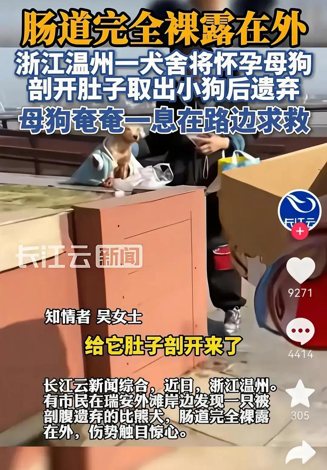 温州犬舍老板给比熊开膛取崽，把血淋淋的狗妈扔草丛。11月27号夜里，他拿家用剪