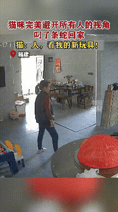 猫咪叼蛇大摇大摆进家门，女主人转身瞬间尖叫：这是加餐还是惊吓？在这个看似平静