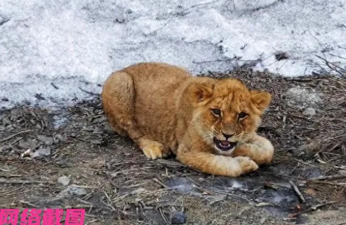山西有男子在高速开车时，发现道路旁有小动物，仔细一看竟然是小狮子，这把男子也是惊