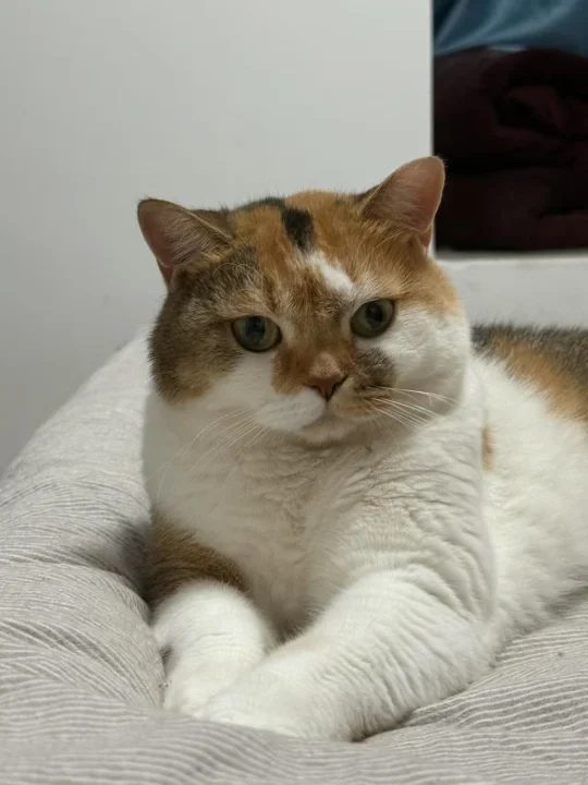我家猫是不是有点看不起我