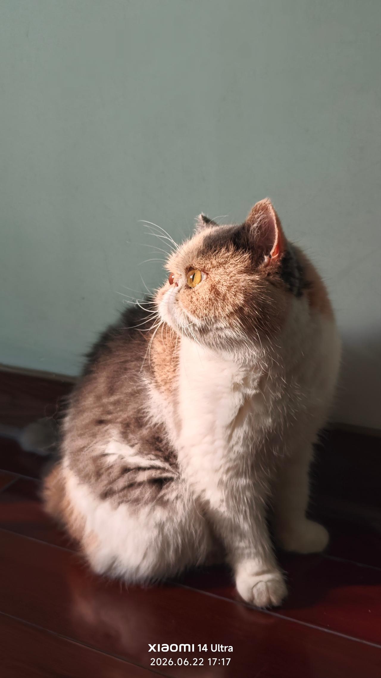 美国加菲猫