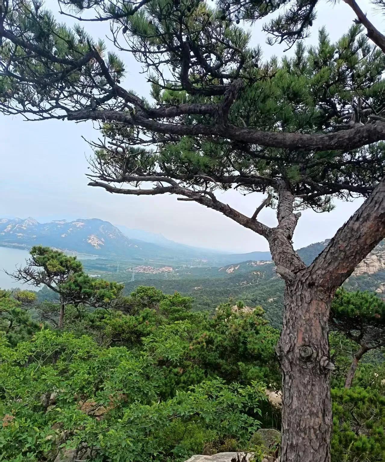 山东烟台的山寨版迎客松，别说这地方还挺美，有山有水。免费的景区，山不高，半个多